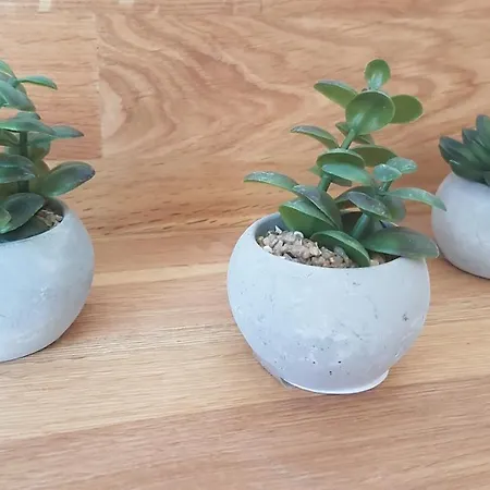 Nordic Oak Line